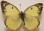 Colias philodice ♀