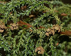 Mature seed cones with open scales.