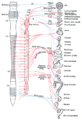 Diagram of efferent sympathetic nervous system.