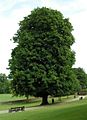 Horse-chestnut