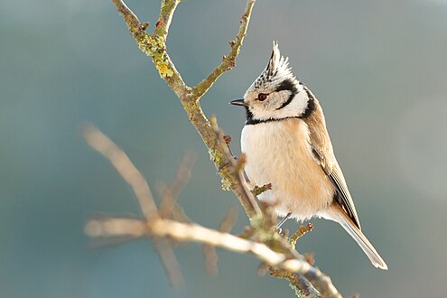 Une mésange huppée