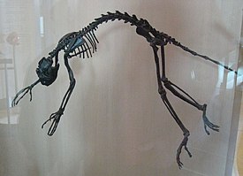 Notharctus tenebrosus