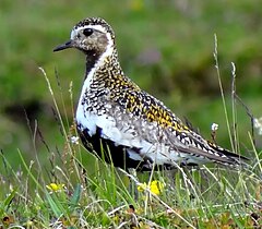 Ploier auriu (Pluvialis apricaria)