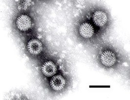 Rotavirus