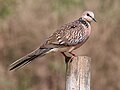 Streptopelia chinensis