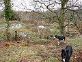 Spring and pond on Poor's Allotment