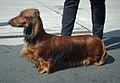 Std Dachshund