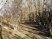 Steps Hill Wood - geograph.org.uk - 133540.jpg