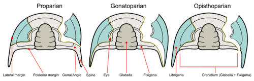 Types de sutures faciales chez les Trilobites.