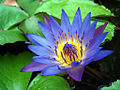 Tropical water lily in Malaysia.