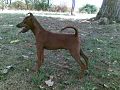 Zwergpinscher - Cucciolo di 5 mesi