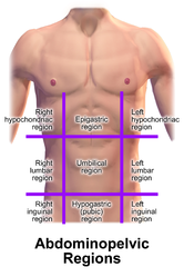 9-region scheme of the abdomen.