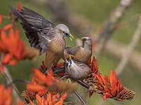 chestnut-tailed starling representatives in Satchari National Park, Bangladesh Photo by Predložak:U