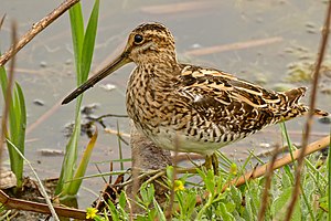 Komuna galinago (Gallinago gallinago)