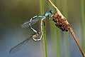 en:Common_Blue_Damselfly, en:List_of_Canadian_damselflies