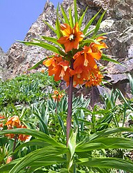 State Flower of Kyrgyzstan