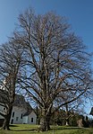 Sommerlinde (Tilia platyphyllos)