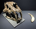 Smilodon populator