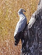 Madagascan harrier-hawk near Mahaboboka
