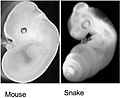 Image 33Mouse embryo 12 day post fertilization side by side with corn snake embryo 2 days post ovo-positioning. (from Snake)