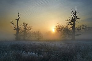 Rogalin Oaks on a frosty morning