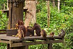 Orangutanger vid Sepilok rehabilitation center på Borneo.
