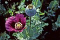 Papaver somniferum (Oopiumplaant)