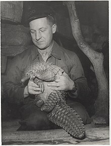 a man hold a Giant pangolin