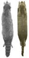 浣熊（左）與食蟹浣熊（右）的毛皮