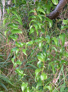 Smilax melastomifolia