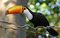 Toco toucans