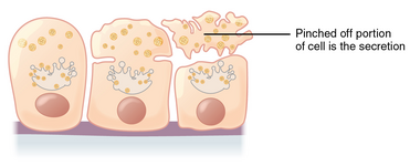 Apocrine secretion