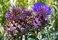 Cynara cardunculus