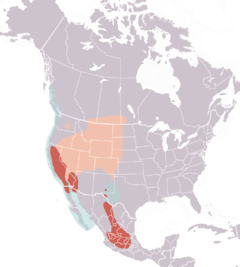 Distribución del achichilique de Clark