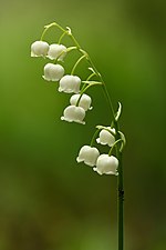 Miniatura para Convallaria majalis