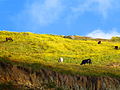 Fauna of the Venezuelan Andes