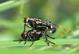 Accouplement de mouches grises de la viande.