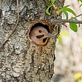 Image 22Northern flicker looking out from its nest in the Central Park North Woods