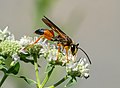 Image 16Great golden digger wasp in Brooklyn Botanic Garden