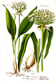 Черемша (Allium ursinum L.)