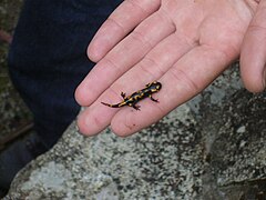 Salamandra común Salamandra salamandra