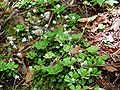 Lesser London pride (Saxifraga cuneifolia)