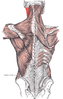 Sternocleidomastoid muscle