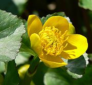 Blüte der Sumpfdotterblume