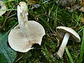 !Tricholoma album!