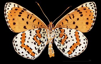 Melitaea didyma occidentalis ♂ △