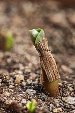 2-day seedling with seed husk 15 mm (0.59 in), Chennai.