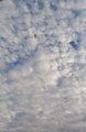 Altocumulus stratiformis