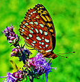 Adult, ventral view of wings.