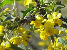 Berberis harrisoniana